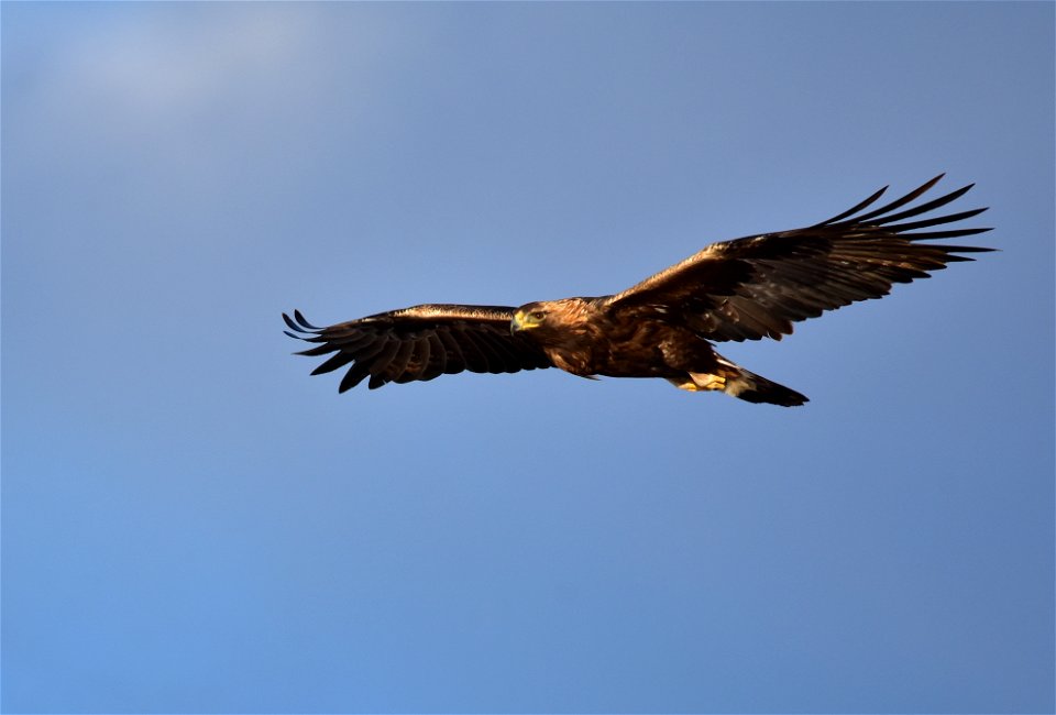 Photo: Tom Koerner/USFWS