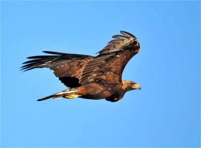 I Can't Believe I Ate the Whole Thing!
This golden eagle was spotted flying past refuge headquarters. You can see the large bulge in its crop below its neck. The crop is used to store freshly eaten pr
