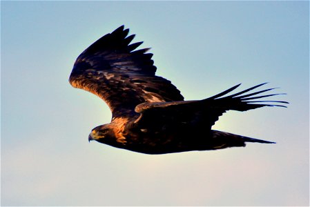 Photo: Tom Koerner/USFWS