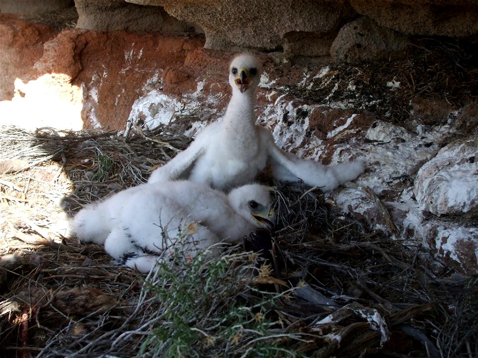 Two golden eagle nestlings in their nest near Christmas Valley, OR

You are welcome to use this photo with the following credit: Matthew Stuber, USFWS