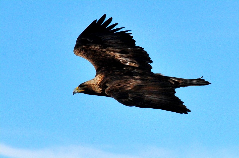 A golden eagle soars over Seedskadee NWR. Photo Credit: Tom Koerner/USFWS