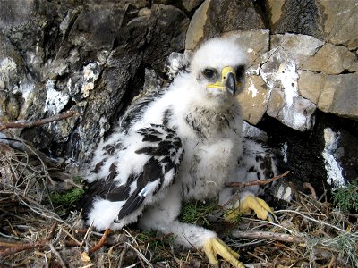 Golden eagle 
The whitish down on the chick continues until around 25 days of age, at which point it is gradually replaced by dark contour feathers that eclipse the down. 

You are free to use this ph