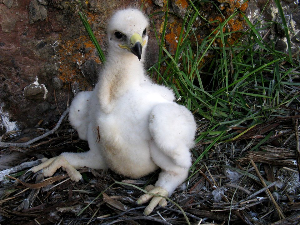 Golden eagle 
The whitish down on the chick continues until around 25 days of age, at which point it is gradually replaced by dark contour feathers that eclipse the down. 

You are free to use this ph