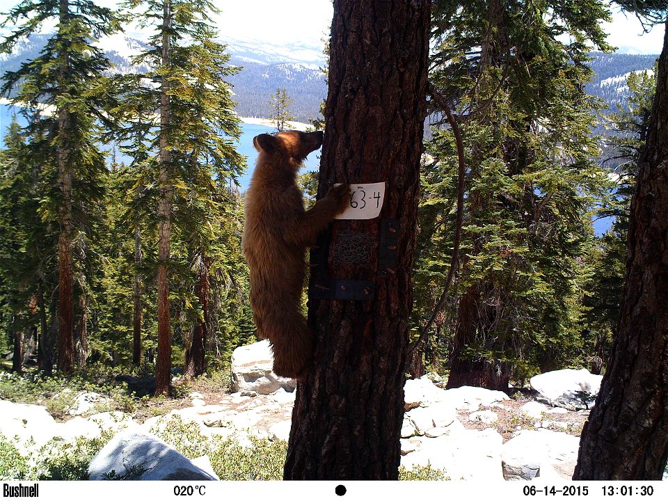 R5 Sierra Nevada Carnivore Monitoring Program