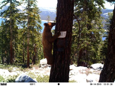 R5 Sierra Nevada Carnivore Monitoring Program
