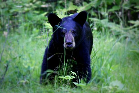 Image title: American black bear ursus americanus
Image from Public domain images website, http://www.public-domain-image.com/full-image/fauna-animals-public-domain-images-pictures/bears-public-domain