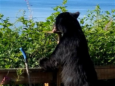 Bear feeding in Tongass National Forest.