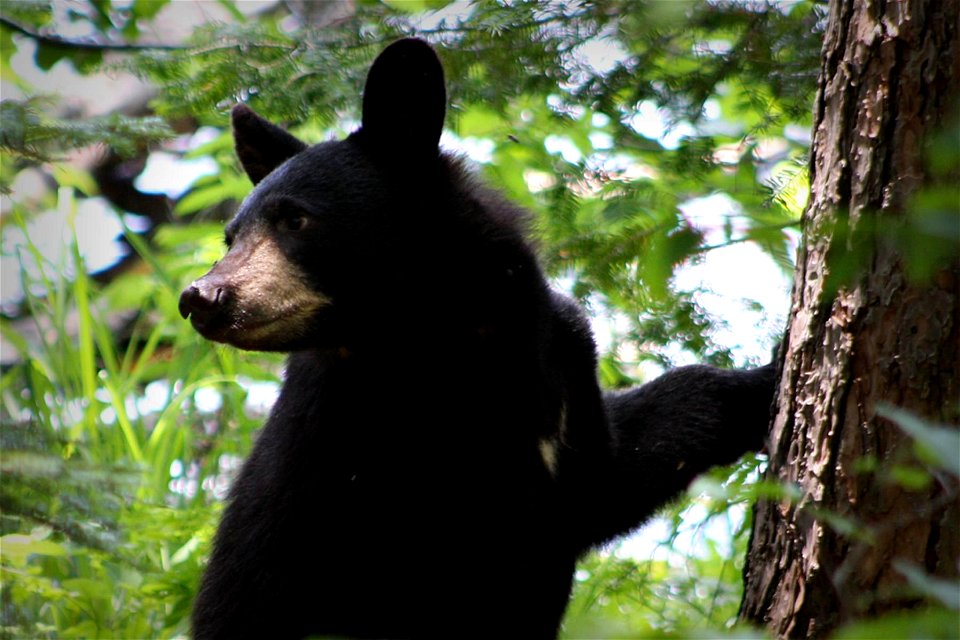 Image title: Bear black ursus americanus
Image from Public domain images website, http://www.public-domain-image.com/full-image/fauna-animals-public-domain-images-pictures/bears-public-domain-images-p