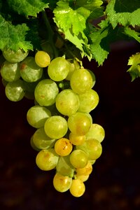 Healthy vine delicious