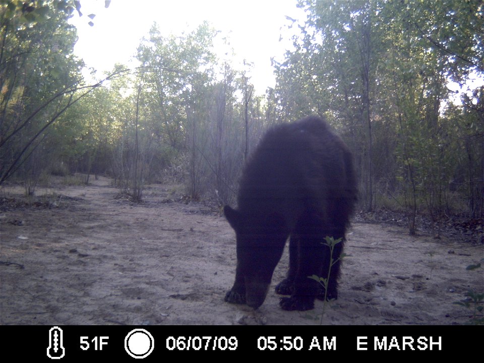 Bosque del Apache National Wildlife Refuge, NM
Camera trap project by Matthew Farley, Jennifer Miyashiro and James Stuart

Photo made available by J.N. Stuart, Creative Commons