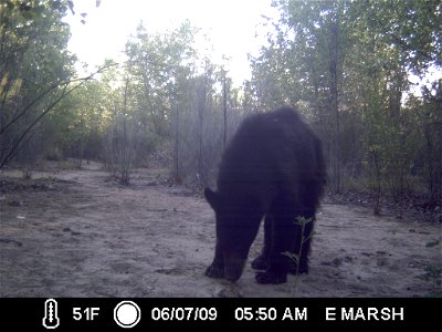 Bosque del Apache National Wildlife Refuge, NM Camera trap project by Matthew Farley, Jennifer Miyashiro and James Stuart Photo made available by J.N. Stuart, Creative Commons photo