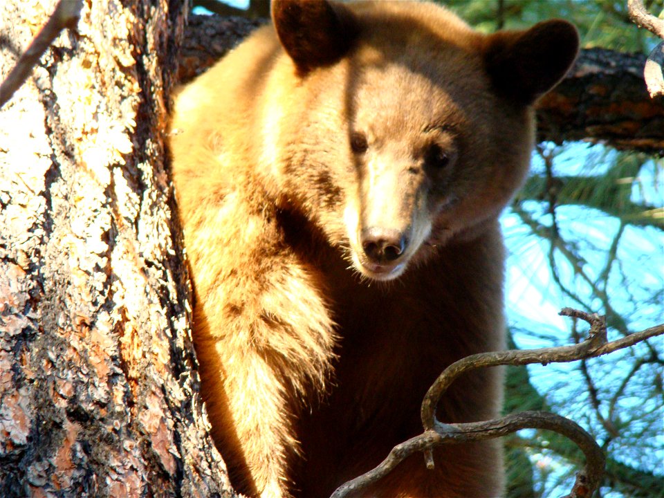 This black bear (Ursus americanus) looks on as his photograph is taken on Mt. Taylor in the Cibola National Forest.