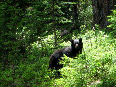 This young black bear (Ursus americanus) was caught in action during one of our botany surveys. (cd)