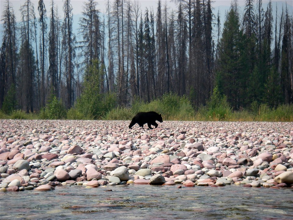 Black Bear along the South Fork Flathead River
