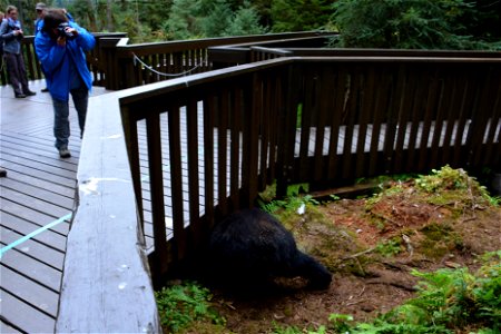 Some of the black bears at Anan Wildlife Observatory like to squeeze themselves under the main viewing deck, either to come out the other side or just hang out for a while.
The observatory is located 