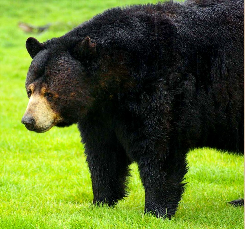 Black bears can be seen roaming around at Woburn Safari Park.