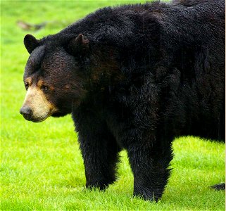Black bears can be seen roaming around at Woburn Safari Park.