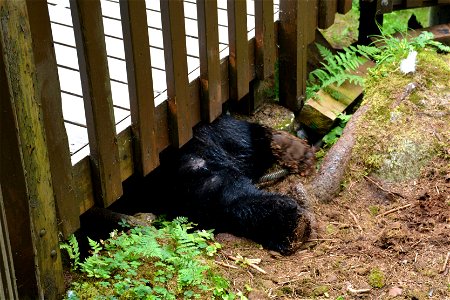 Some of the black bears at Anan Wildlife Observatory like to squeeze themselves under the main viewing deck, either to come out the other side or just hang out for a while.
The observatory is located 