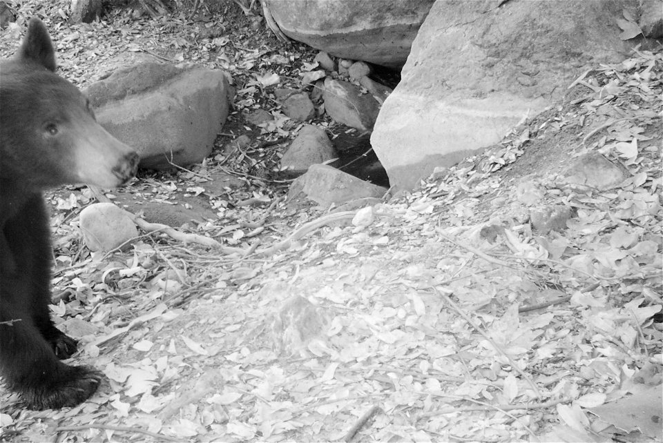 Camera traps picked up the presence of  black bear in Malibu Creek State Park on July 26, 2016. There is not resident population of bears in the Santa Monica Mountains and it is rare for a bear to tra