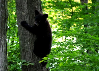 Image title: Black bear cub Image from Public domain images website, http://www.public-domain-image.com/full-image/fauna-animals-public-domain-images-pictures/bears-public-domain-images-pictures/black photo