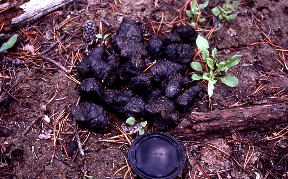 Photo of the scat left by a bear - possibly a black bear (Ursus americanus).