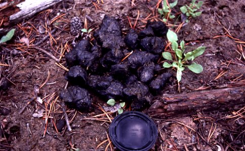 Photo of the scat left by a bear - possibly a black bear (Ursus americanus).