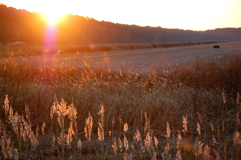 Black bear takes a morning stroll across a harvested field at Alligator River National Wildlife Refuge. A percentage of refuge farm crops are grown for wildlife. 

Photo credit: Rock, USFWS