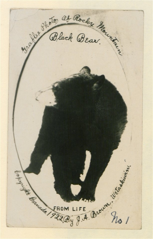 Black bear. No. 1.