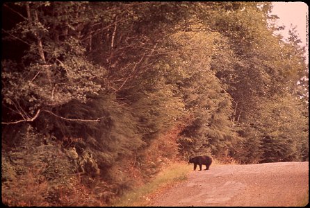 BEAR CROSSES ROAD FLANKING WILLAPA BAY