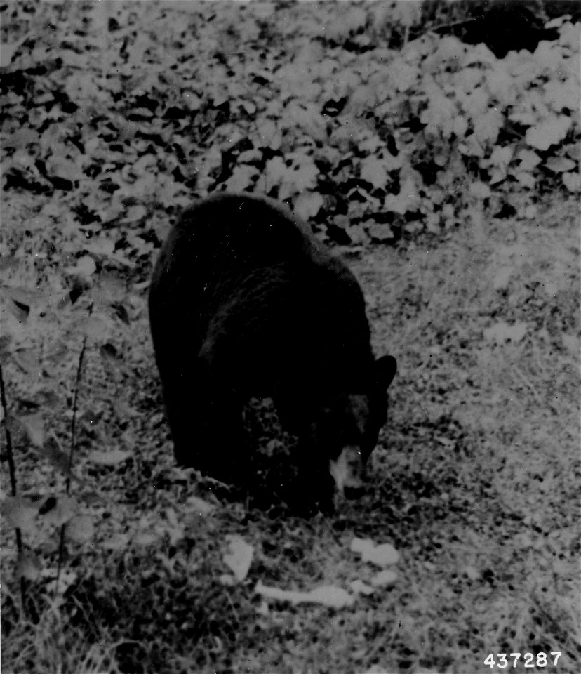 Photograph of Bear in His Natural Habitat