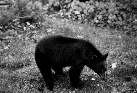 Photograph of Black Bear