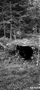 Photograph of Black Bear