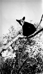 Photograph of Young Bear Feeding on Mountain Ash Berries