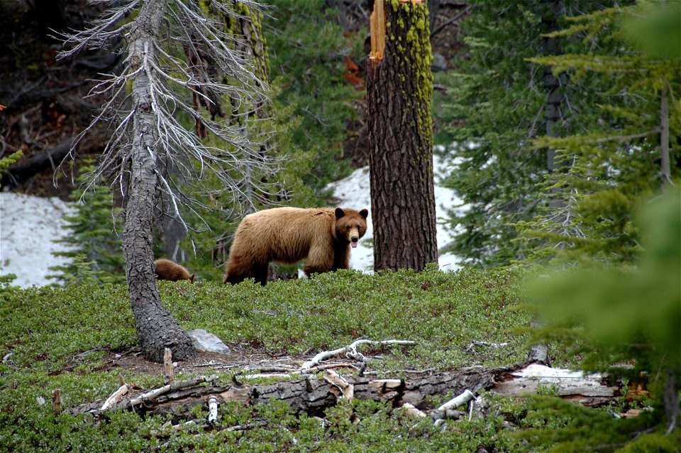 Adult bear by tree, cub barely visible