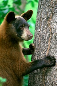 American black bear (Ursus americanus) FWS photo