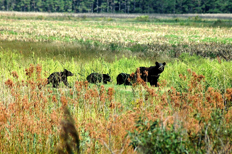 Alligator National Wildlife Refuge. www.fws.gov/alligatorriver/

Photographer: Garry Tucker, USFWS.