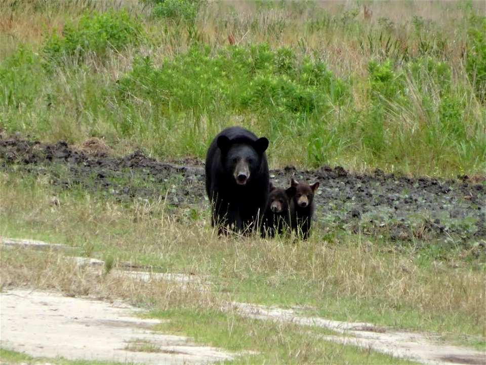 Now is a great time to visit Alligator River National Wildlife Refuge to see black bear cubs exploring with their mothers. The American black bear can live up to 25 years. They eat mostly berries, nut