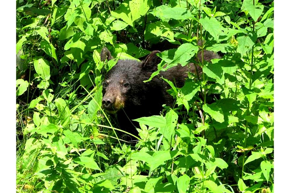 Image title: American black bear cub in grass ursus americanus
Image from Public domain images website, http://www.public-domain-image.com/full-image/fauna-animals-public-domain-images-pictures/bears-