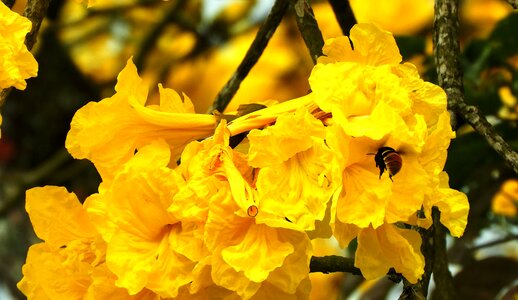 All the floors are waxed flowered colombia photo