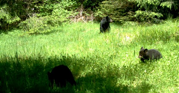 Black bear (Ursus americanus) in Olympic National Forest