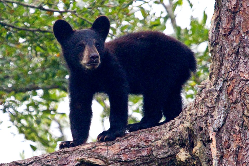 Black bears are at the top of their food chain. Like most wild animals, this young Black bear will spend a majority of its waking hours searching for food. They're not picky eaters. They eat grasses, 