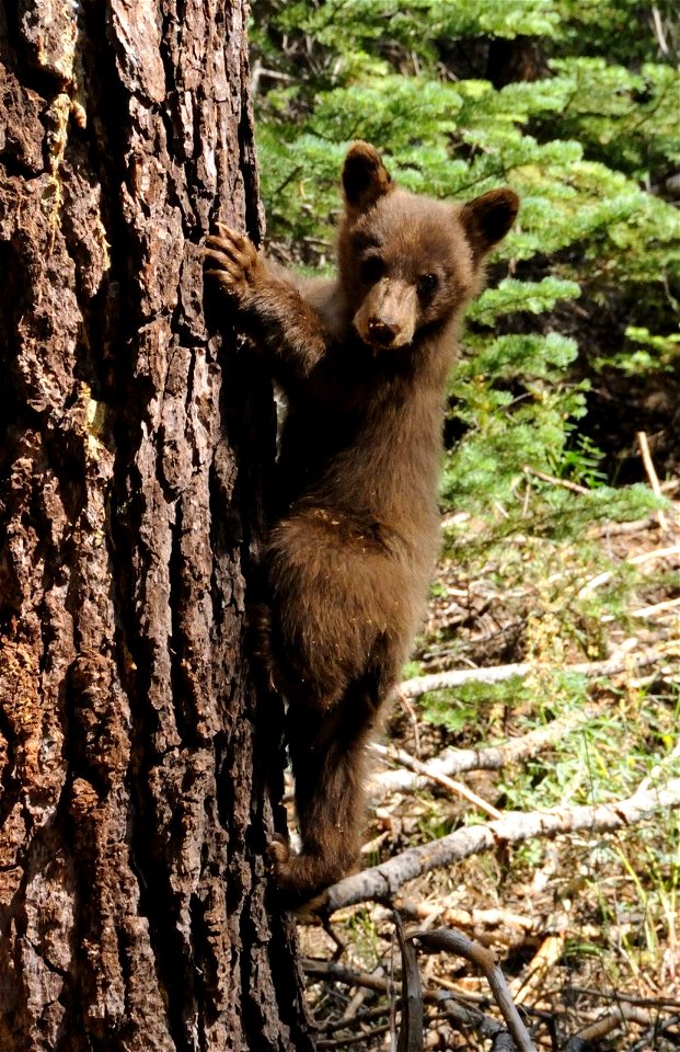 Black Bear cub climbing tree: Ursus americanus