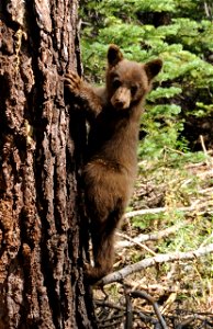Black Bear cub climbing tree: Ursus americanus photo