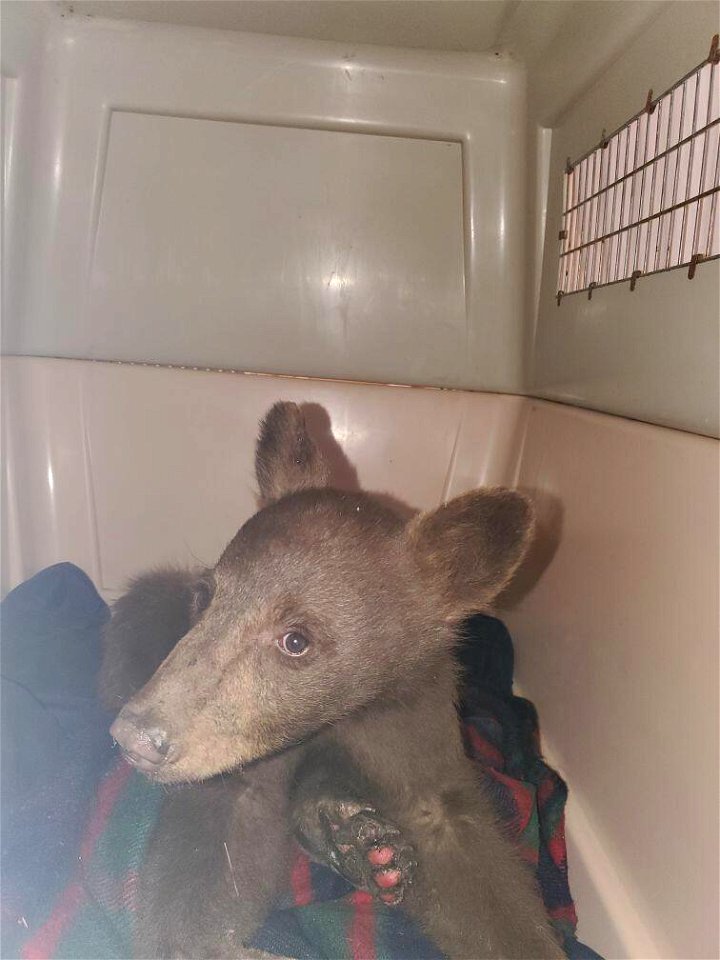 Black Bear Cub Rescued from Tamarack Fire