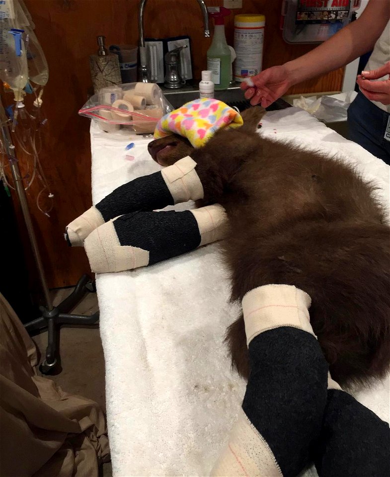Black Bear Cub Rescued from Tamarack Fire