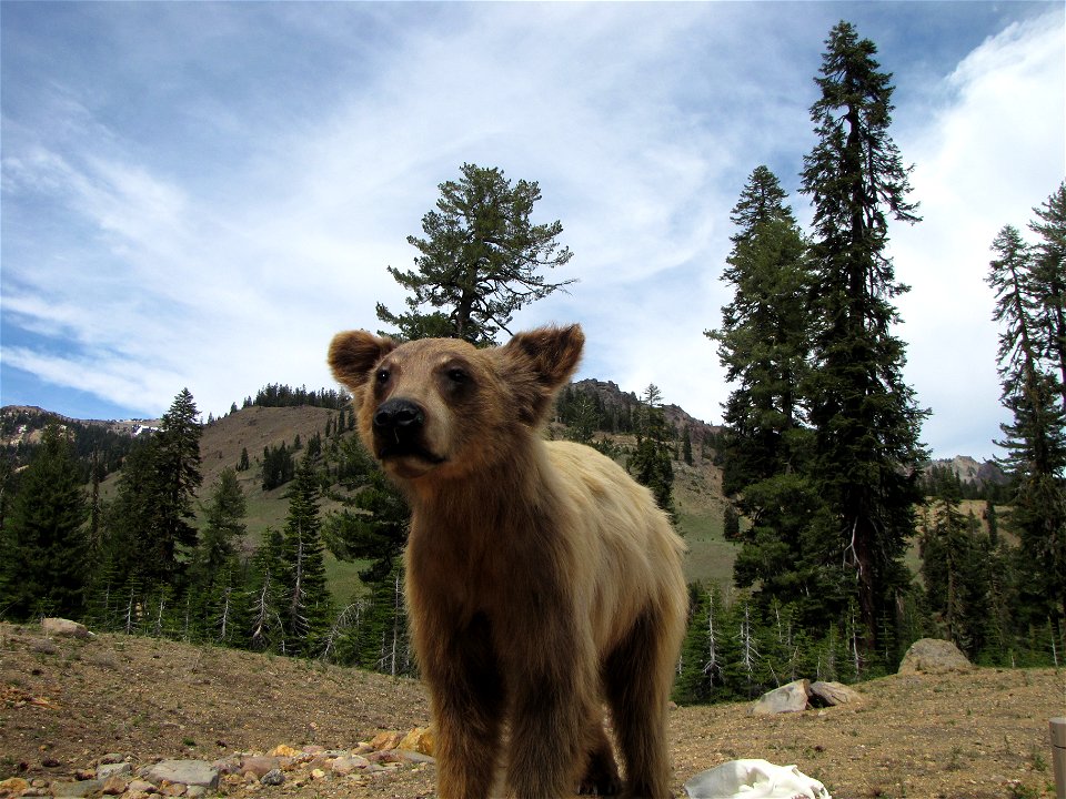 Black Bear Cub: Ursus americanus