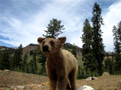 Black Bear Cub: Ursus americanus
