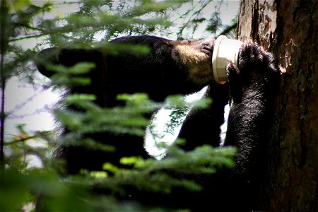 Image title: Licking bear
Image from Public domain images website, http://www.public-domain-image.com/full-image/fauna-animals-public-domain-images-pictures/bears-public-domain-images-pictures/licking