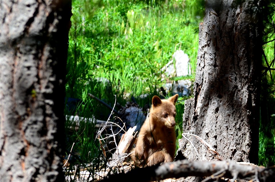 Black Bear Cub: Ursus americanus