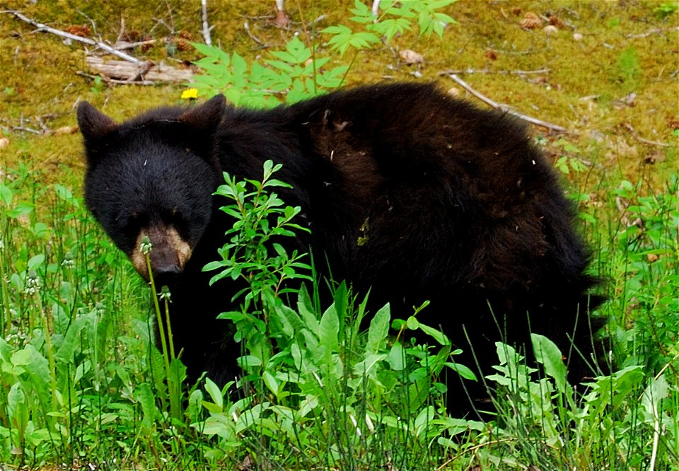 Picture of a black bear yearling at Glacier Bay National Park, Alaska.  Yearling has only recently been left by its mother.
Photographer:  Tom Bergman
Location: Glacier Bay National Park
Date: June 27